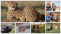 Tanzania | Een Cheeta in het Serengeti National Park